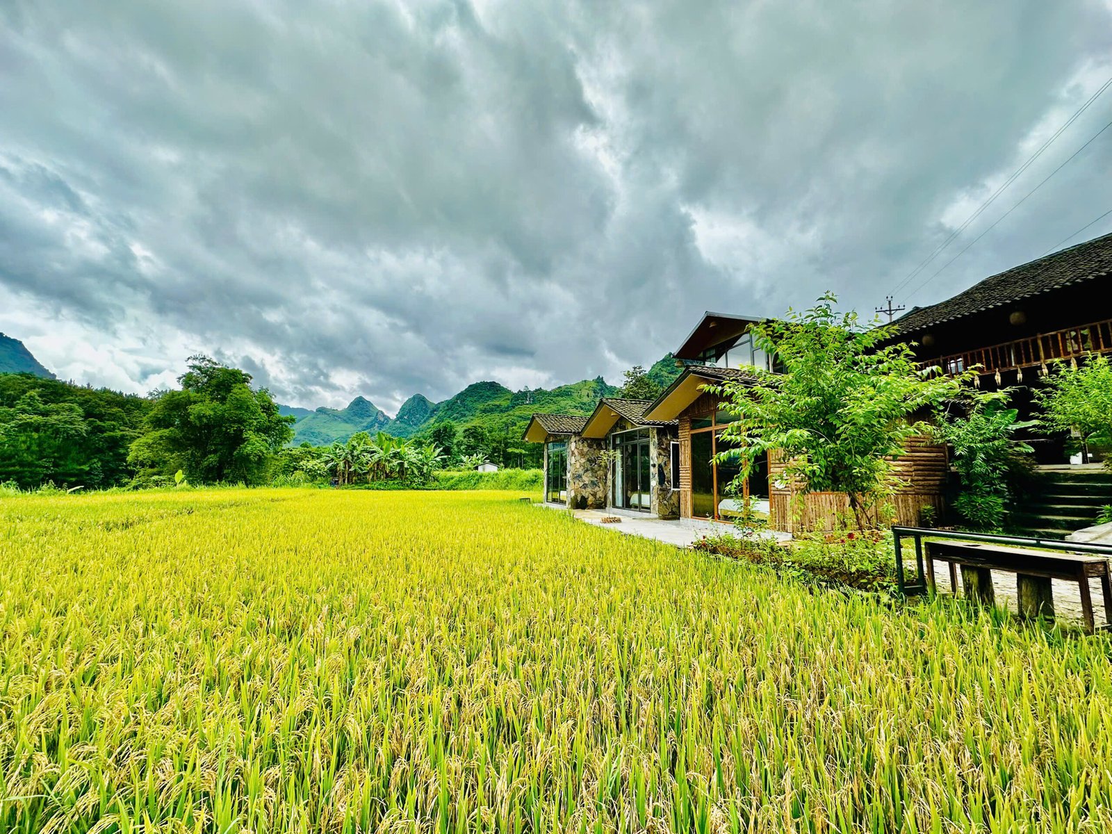 Rice Fields View