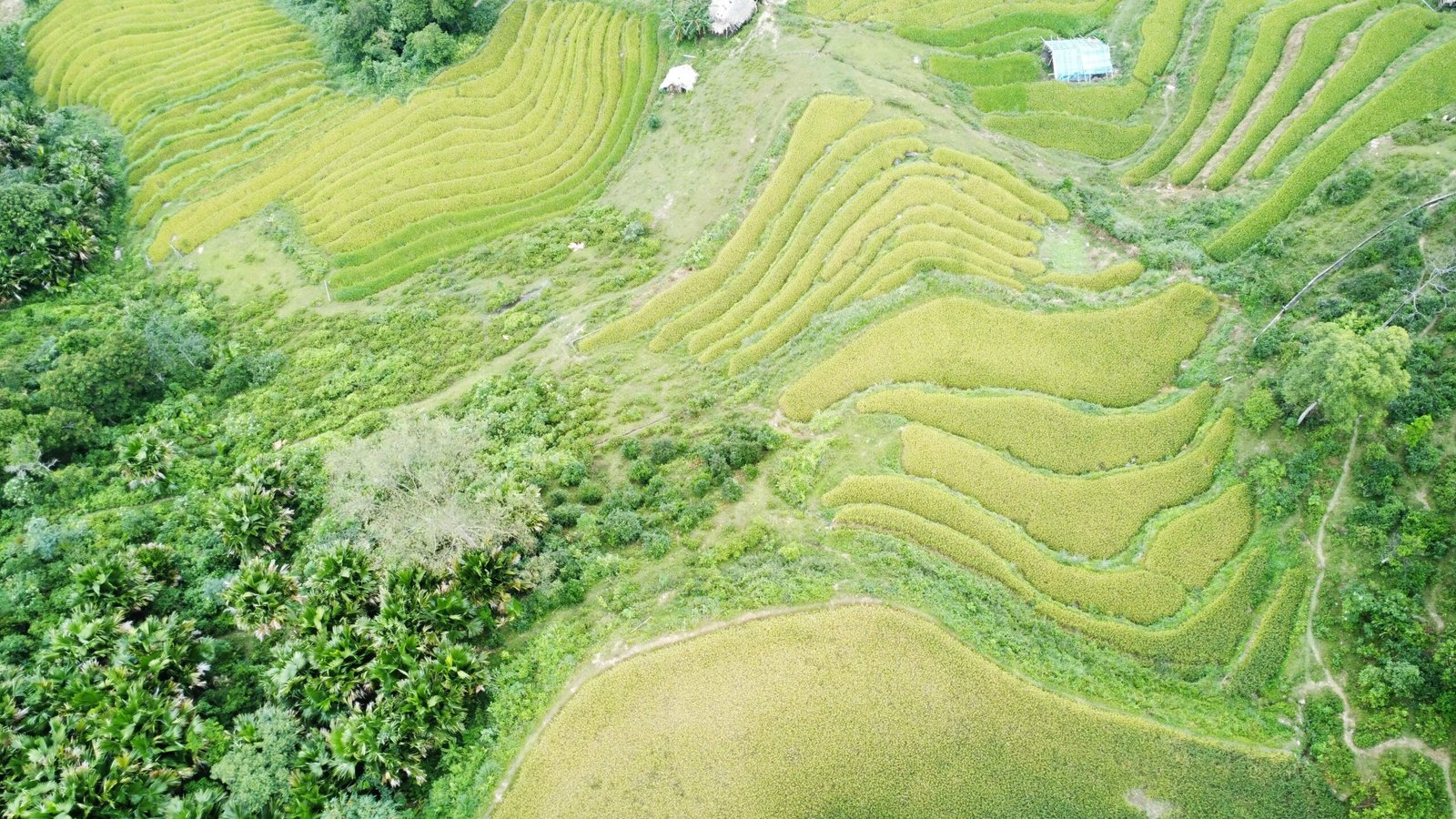 green rice fields