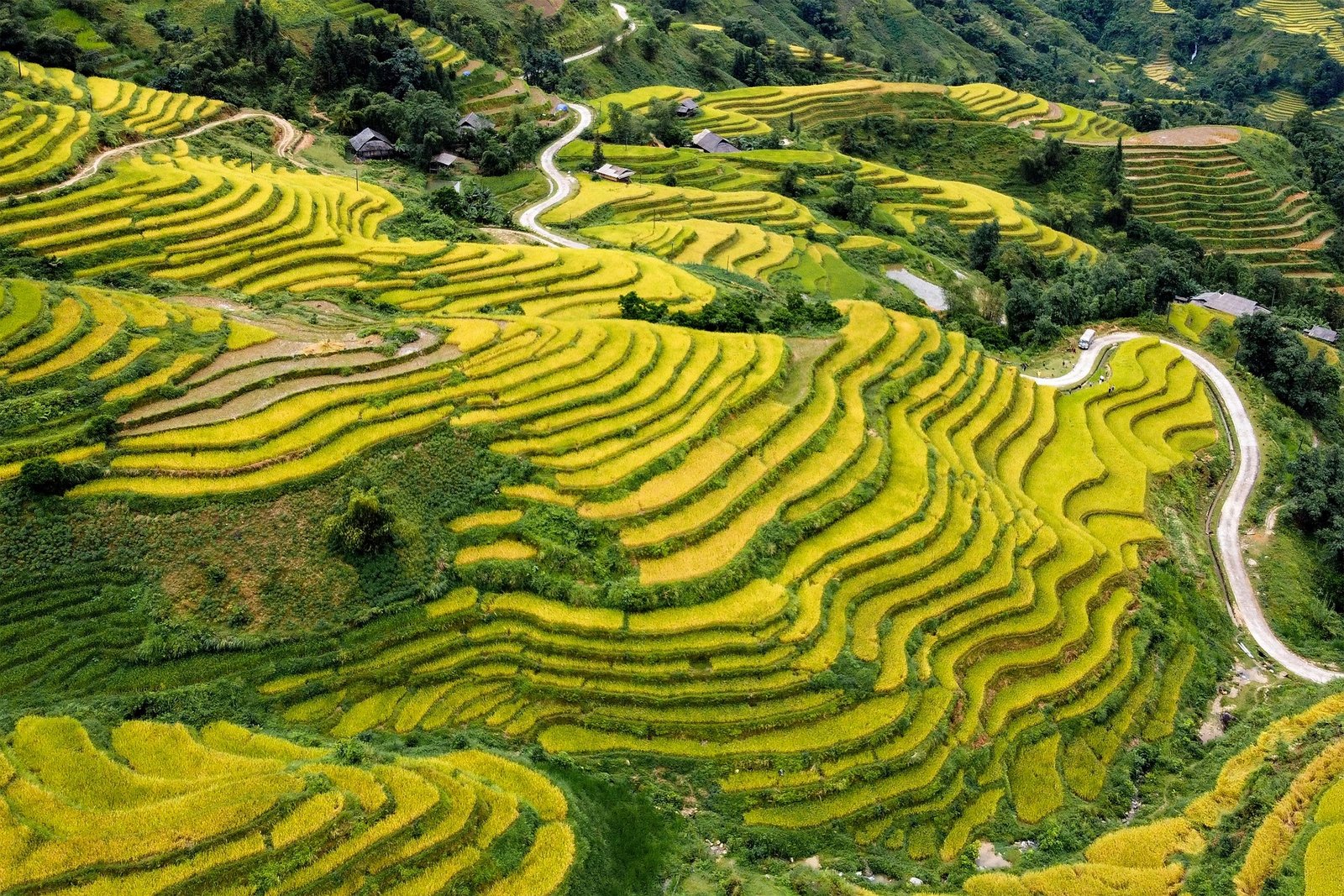 the-season-of-ripe-rice-7279448_1920